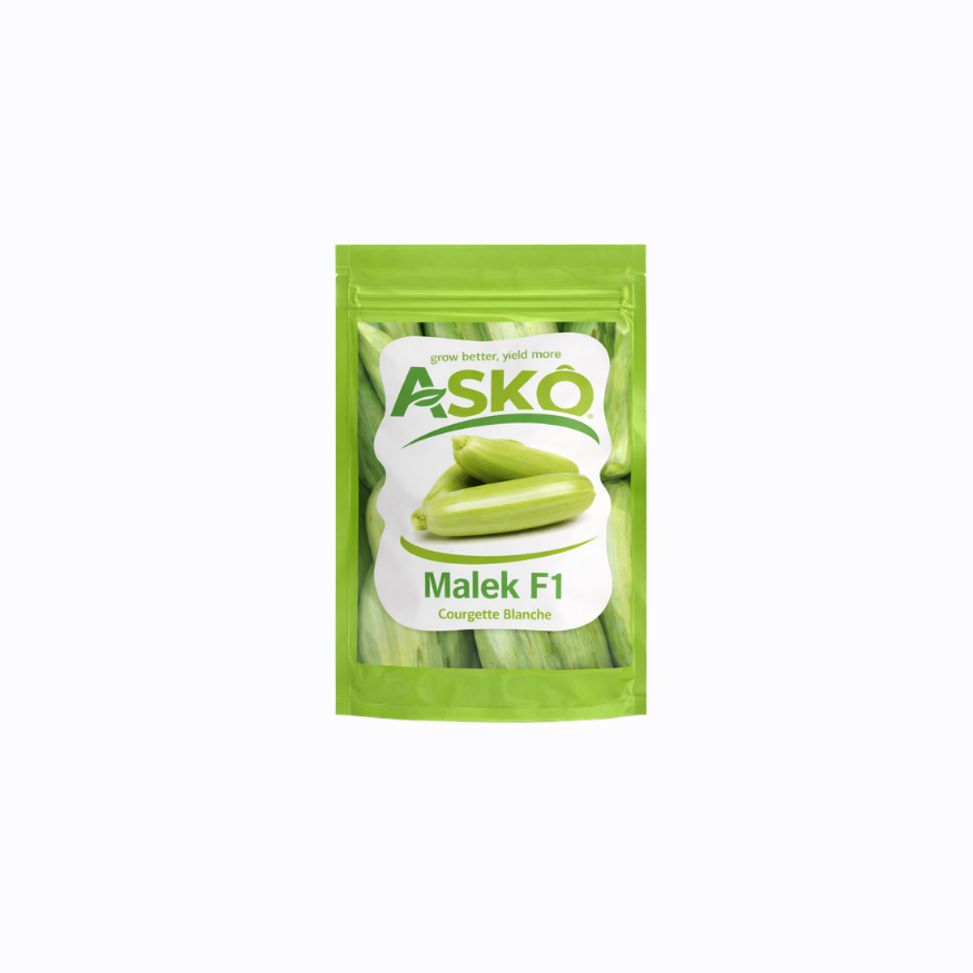 MALEK F1